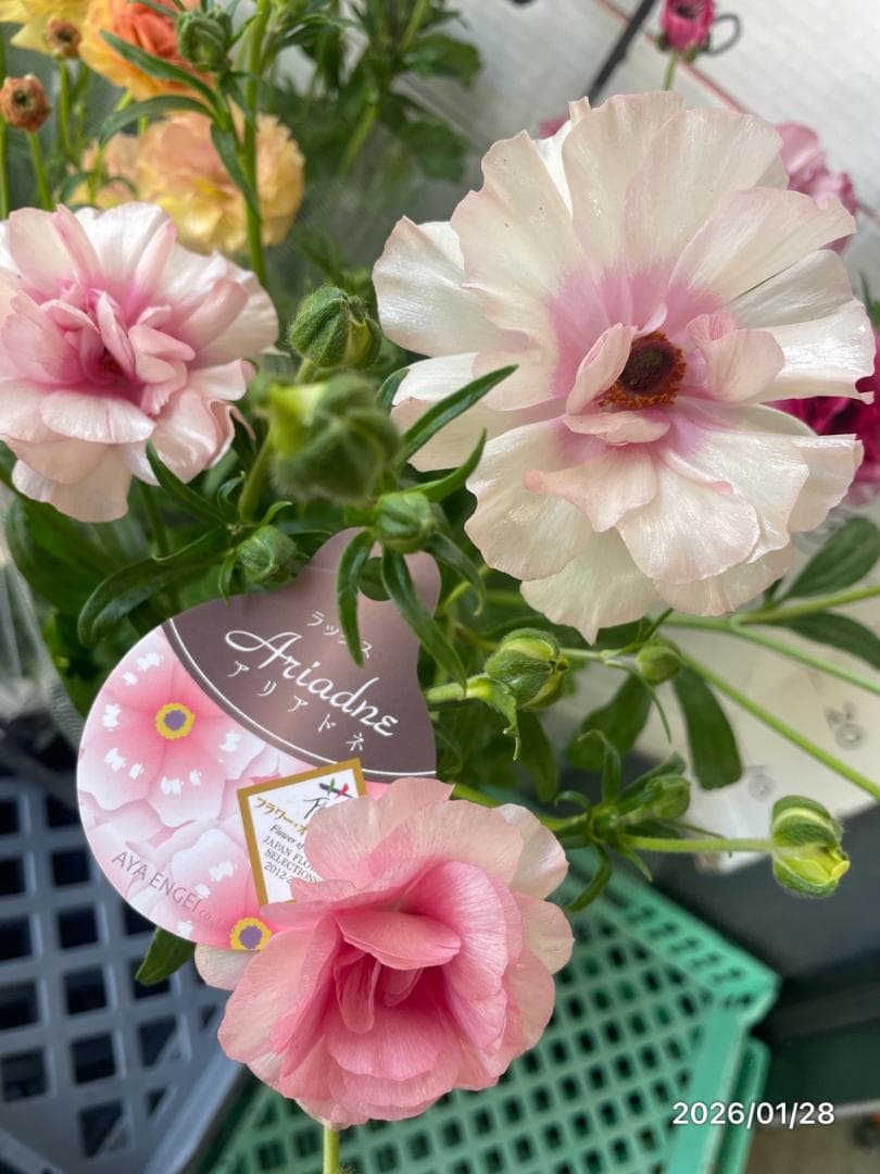 NEO様専用 ラナンキュラス ラックス 6鉢 - メルカリ