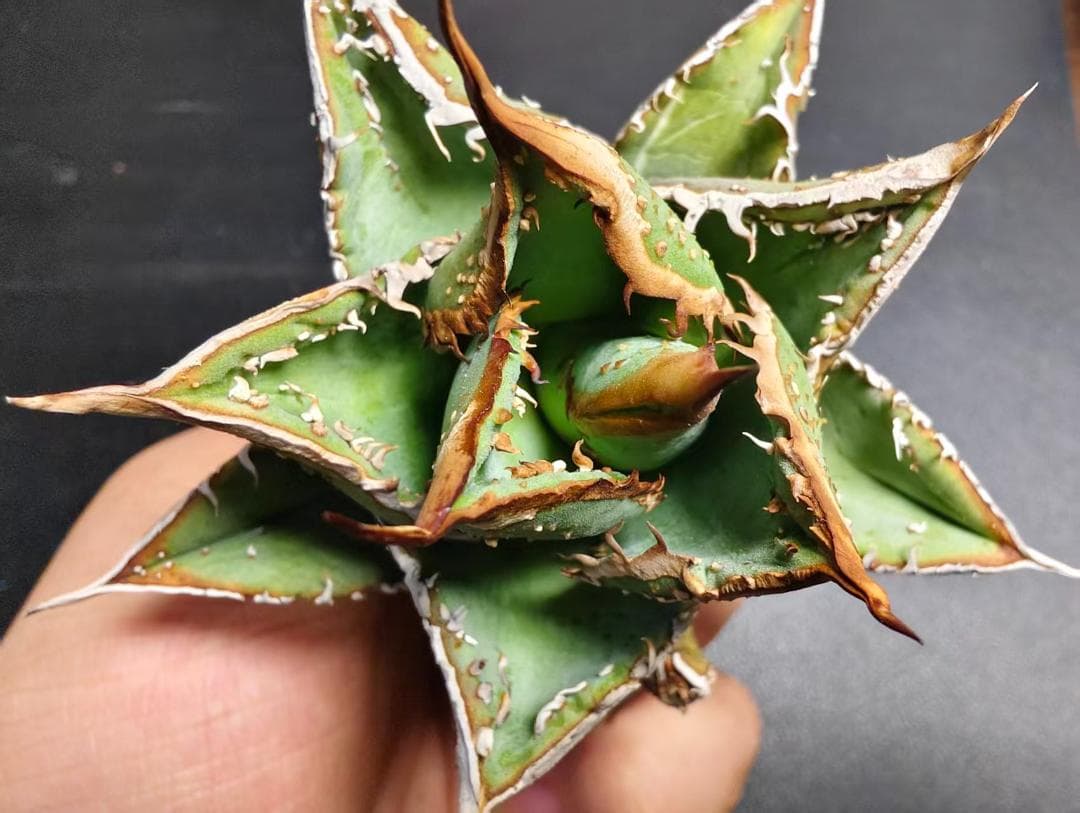 な*お様 アガベ チタノタ 麻花龍 極上強棘 美株 ブツブツ コレクシ Lize アガベ チタノタ 麻花龍 極上強棘 美株 ブツブツ コレクシ Lize D11