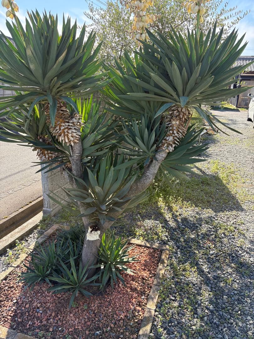 キミガヨラン　ユッカラン　2ヘッド　グロリオサ　ドライガーデン