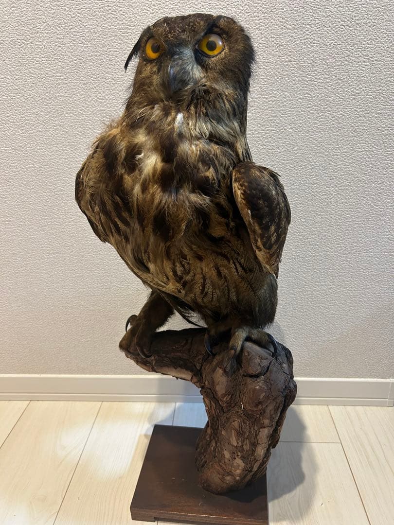 ユーラシアワシミミズクの剥製 約60cm ユーラシアワシミミズクの剥製 約60cm ユーラシアワシミミズクの剥製