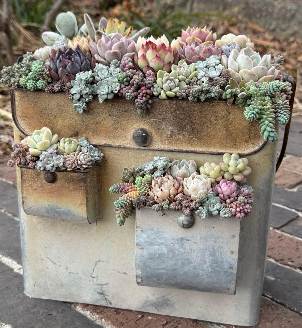 多肉植物　そのまま飾れる寄せ植え 多肉植物 寄せ植えそのまま飾れる 白ポット取って付き おしゃれポット