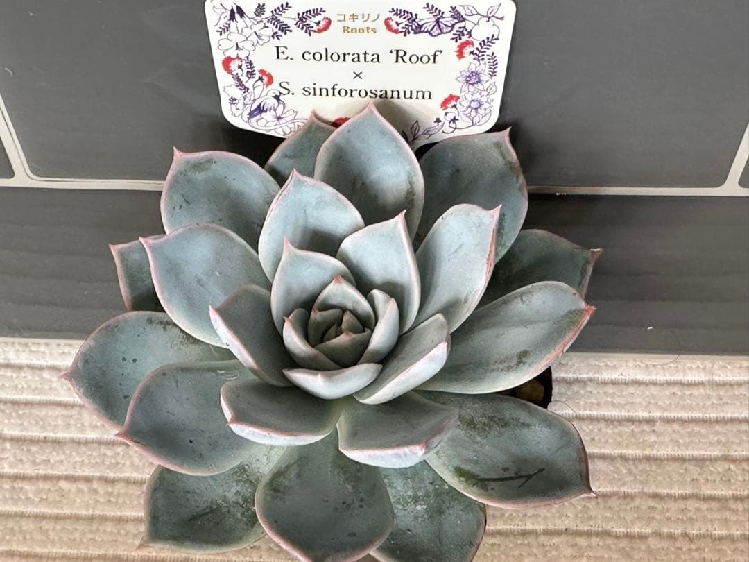 アロカシア マハラニアルボ小芋3個