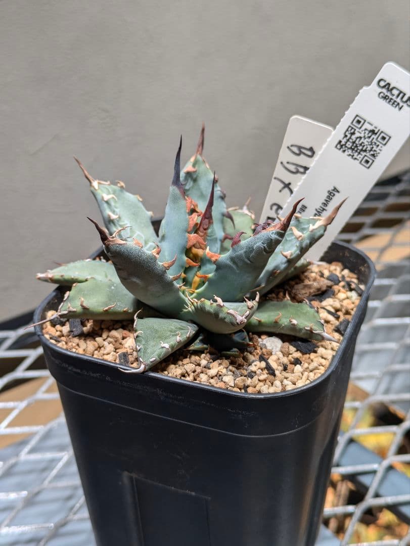 アガベ エボリスピナ✕BB ハイブリッド 子株 カクタスグリーン 陽炎 強