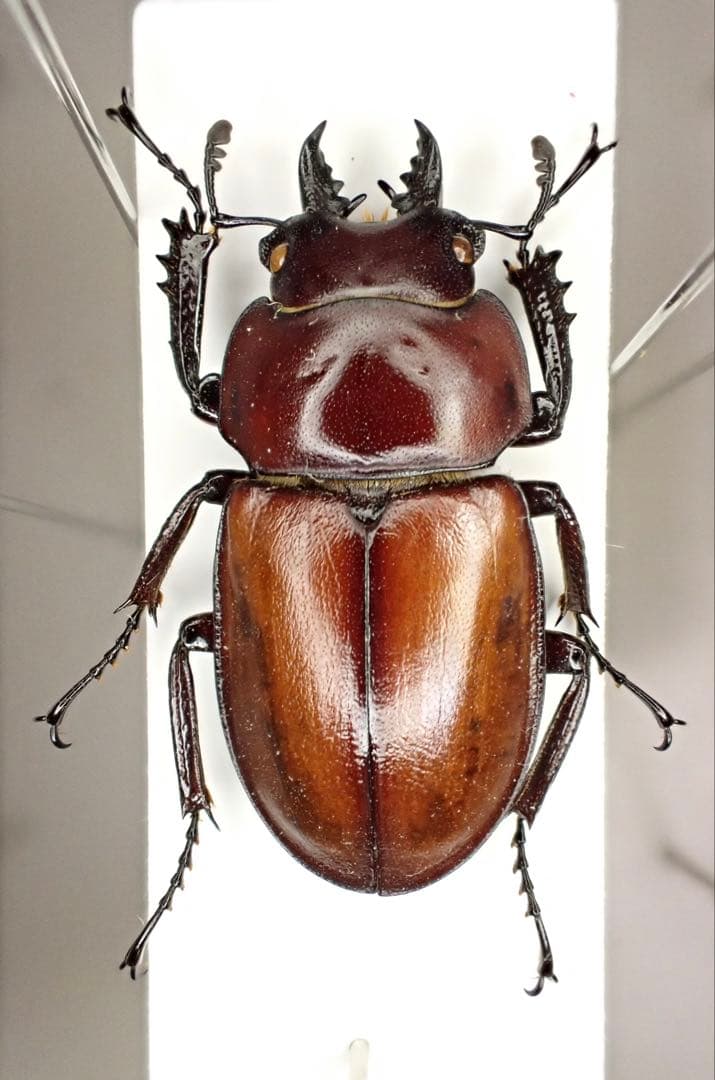 西表島 規制前採集品 チャイロマルバネクワガタ