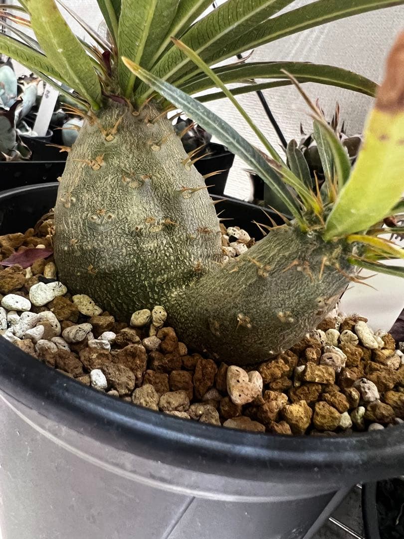 よ*ん様 パキポディウム グラキリス 実生2頭