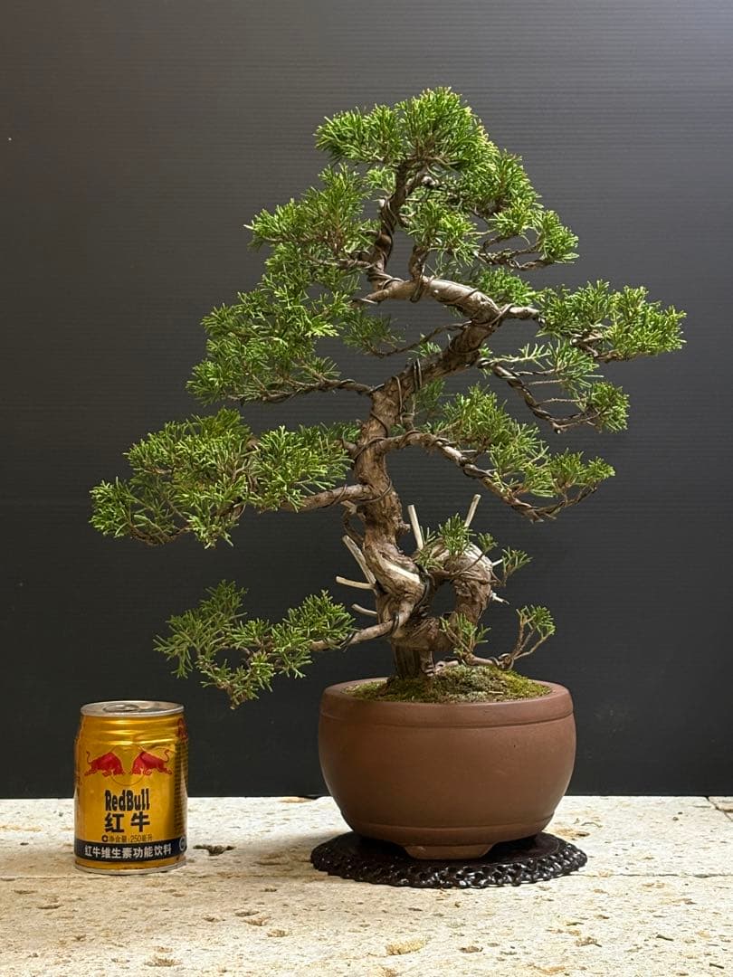 ハ*ウ様 [サービスオークション盆栽]真柏