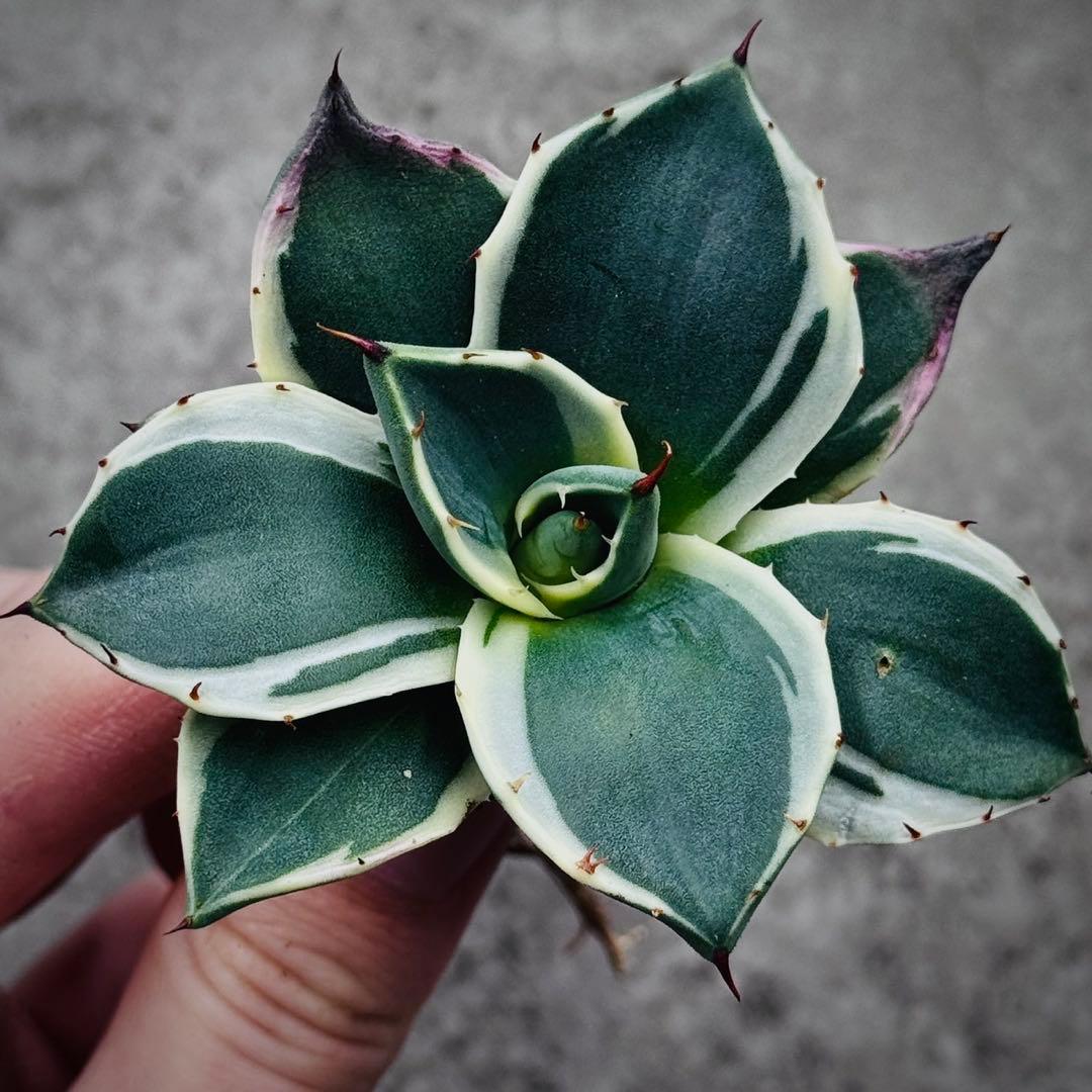 佐*い様 多肉植物・アガベ・吉祥天錦白腹輪・特選美株