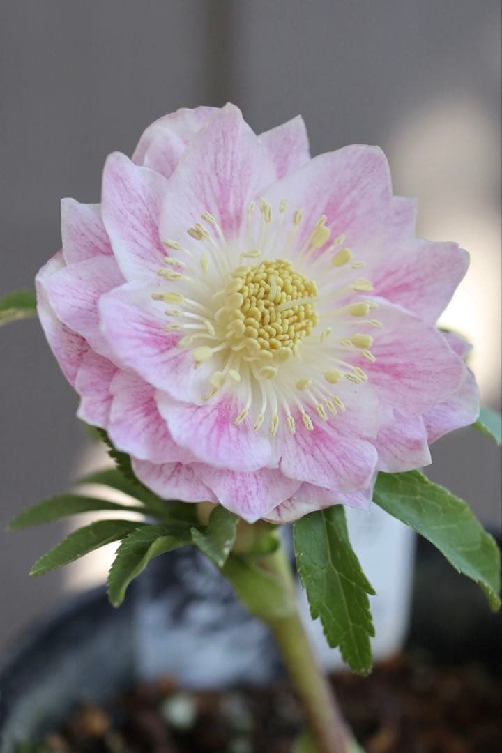 ♡広瀬園芸♡ 淡色ベビーピンク　ソレイユ系 ♡広瀬園芸♡ 淡色ベビーピンク ソレイユ系 - メルカリ