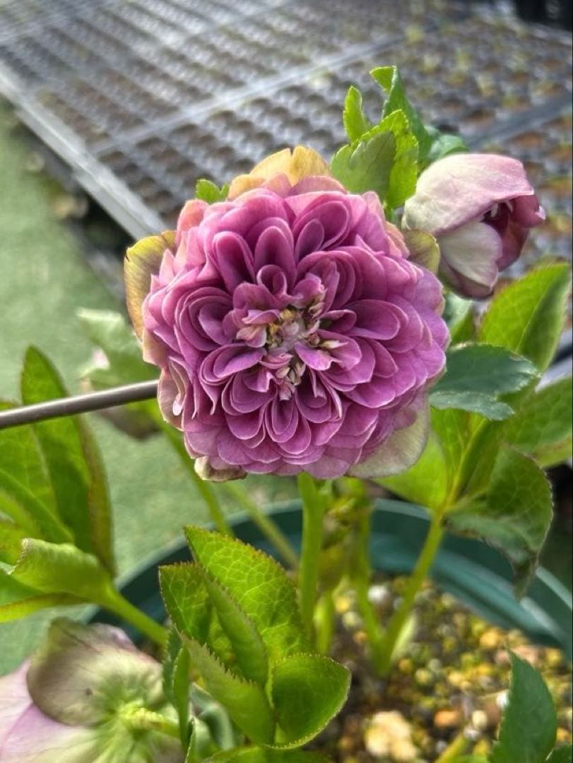 m*i様 多弁クリスマスローズ　株分苗