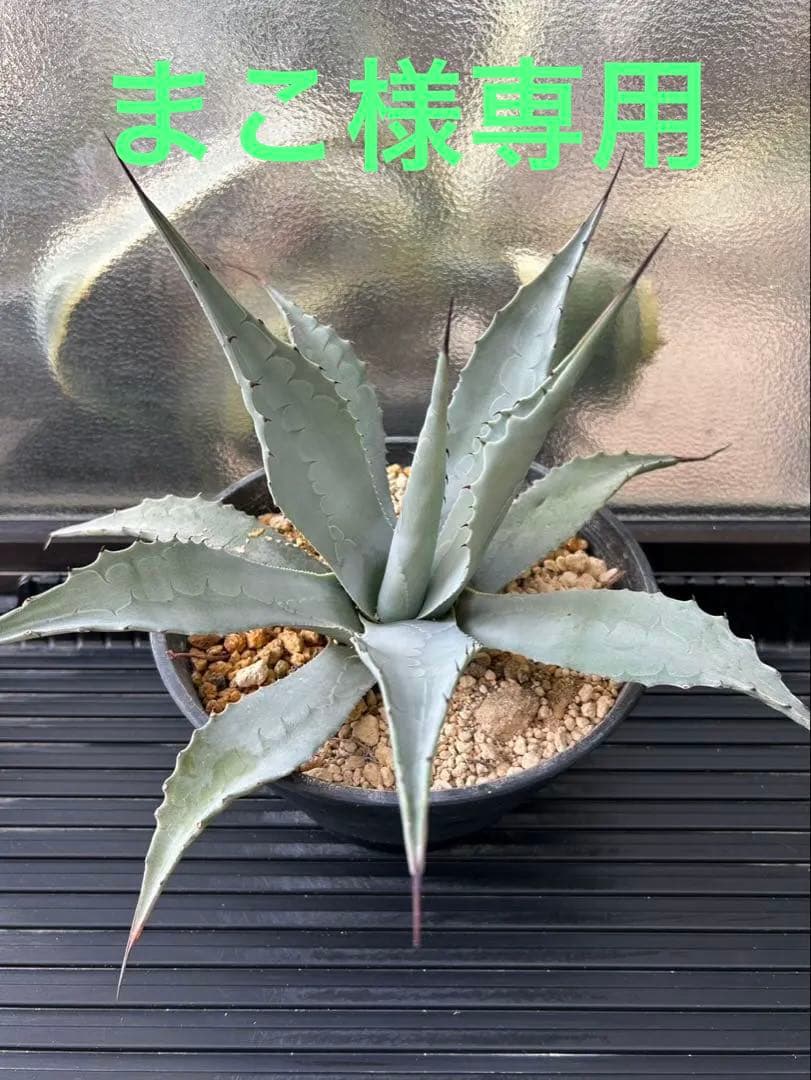 アガベ パリー ネオメキシカーナ F 実生株 約35cm鉢つき