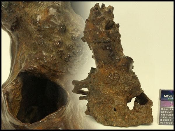 自然木 根木 奇木 置物(A917)