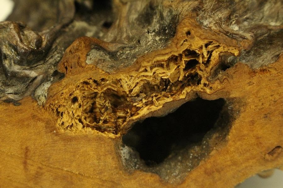 自然木 根木 奇木 置物(A917) - メルカリ