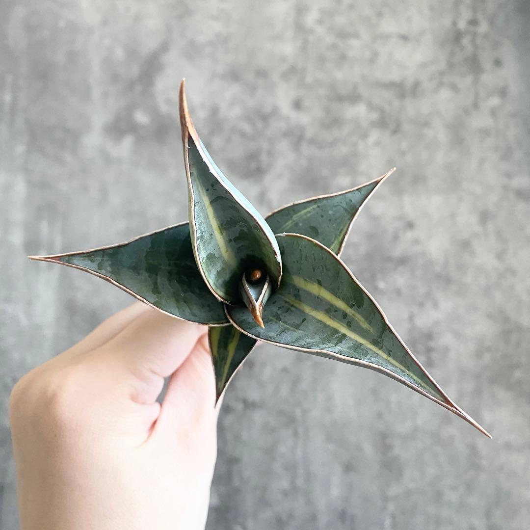 ス*ム様 S12734★オークション★サンスベリア ピングイキュラ ブラック 極 2026年最新】サンセベリア ピングイキュラの人気アイテム - メルカリ