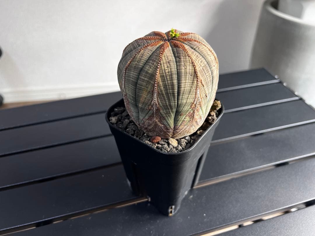 ユーフォルビア オベサ 現地株 メス株 木質化