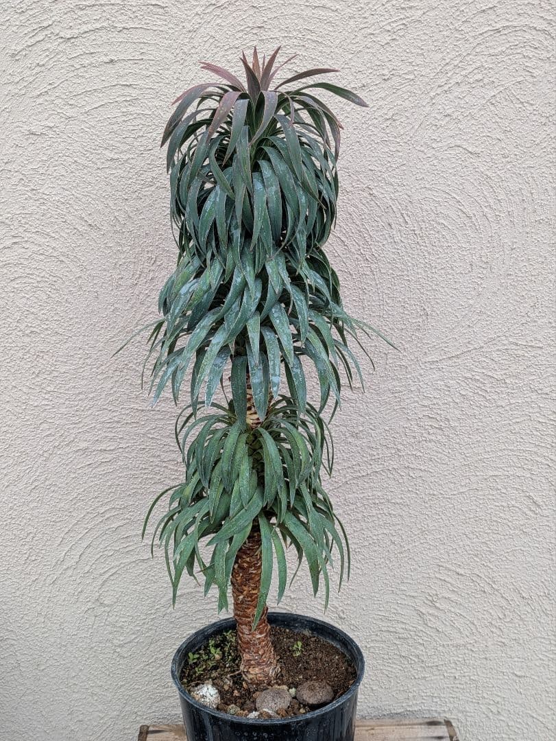 【現品・鉢まま出荷】超かっこいい　ユッカ　デスメティアーナ