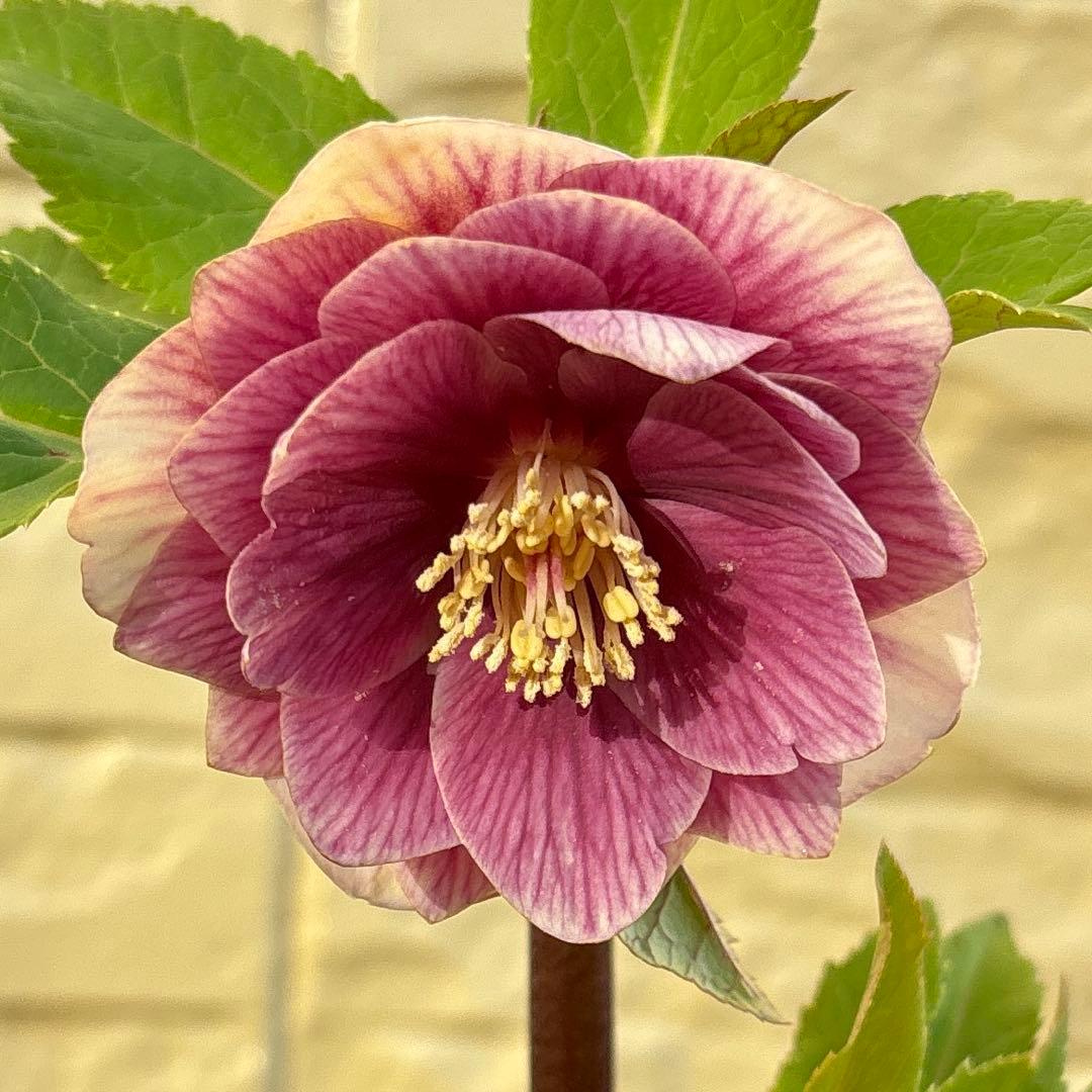 まい様ご購入品　認定ソレイユ　広瀬園芸　クリスマスローズ