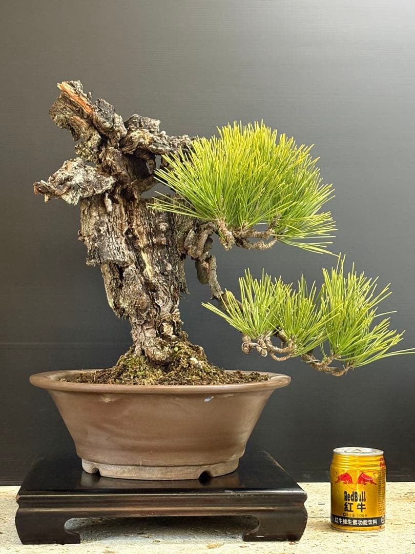 m*ひ様 [お願いします❗️サービス盆栽]錦松//黒松/真柏