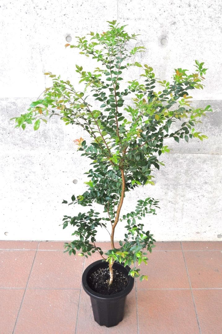 ジャボチカバ 小葉 8号135cm - メルカリ