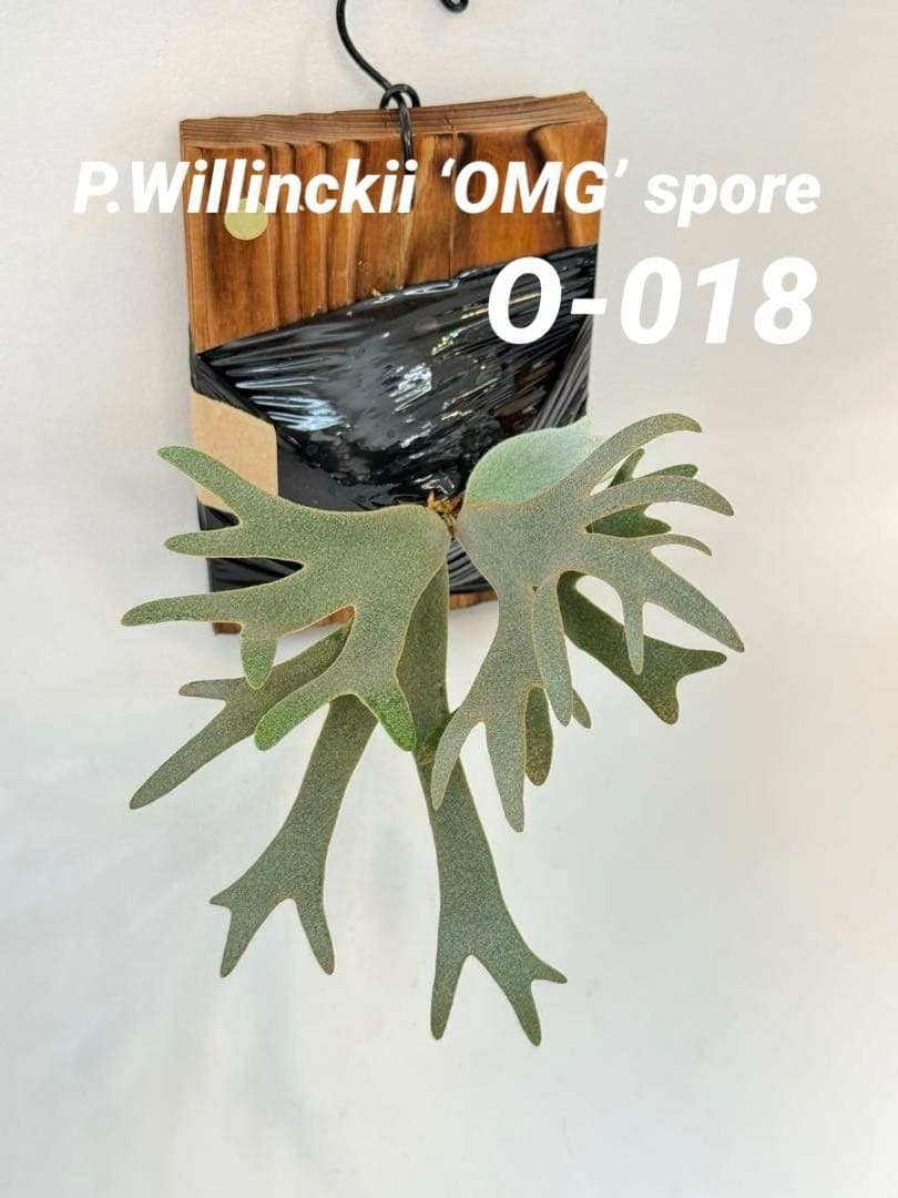 し*ー様 ◆ P.Willinckii ‘OMG’ spore（O-018）