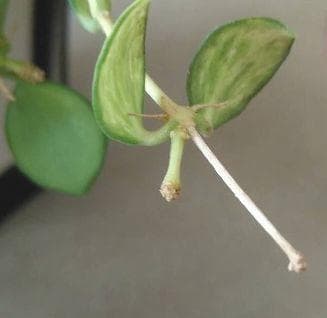 ホヤ ヘウスケリアナ 斑入 花座 大鉢 アクアセル入り