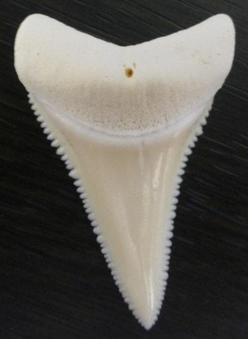 ホホジロザメ（Carcharodon carcharias）の歯 41.3mm