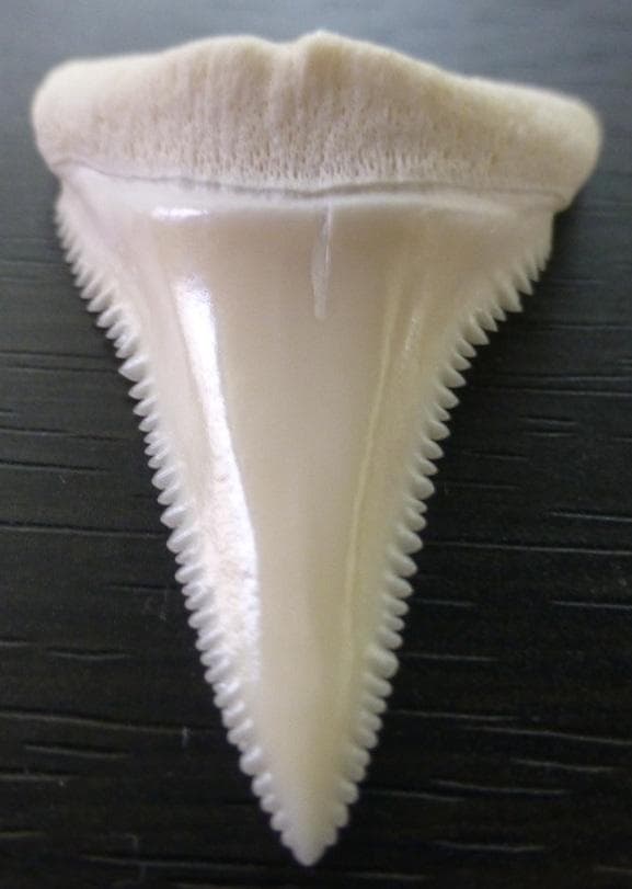 ホホジロザメ（Carcharodon carcharias）の歯 41.3mm