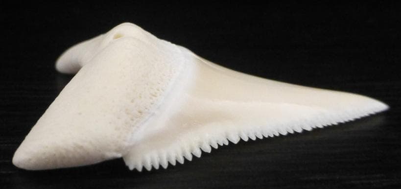 ホホジロザメ（Carcharodon carcharias）の歯 41.3mm