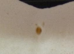 ホホジロザメ（Carcharodon carcharias）の歯 41.3mm