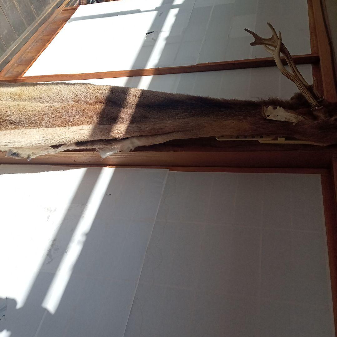 鹿の毛皮 壁掛け装飾