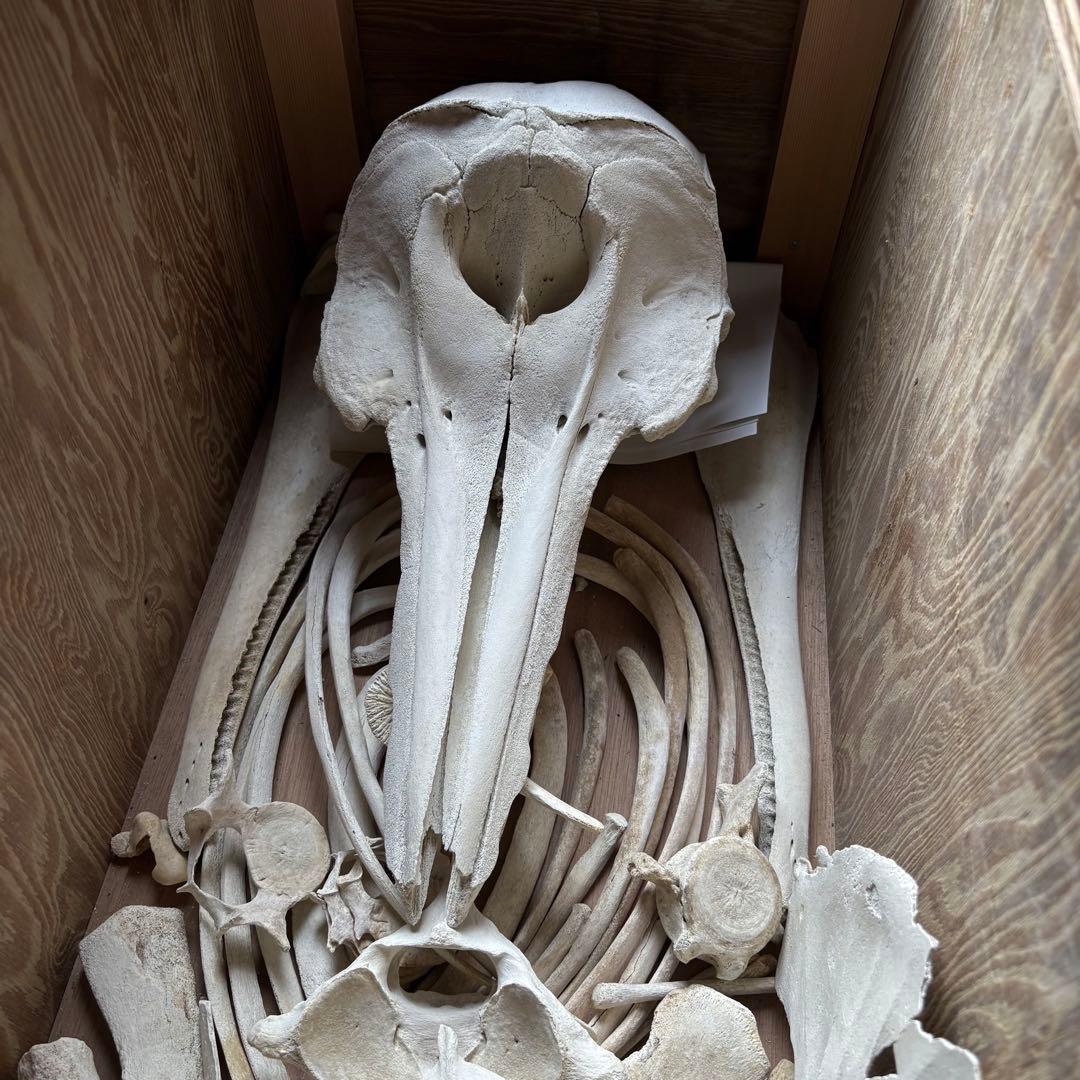 イルカ　骨格標本