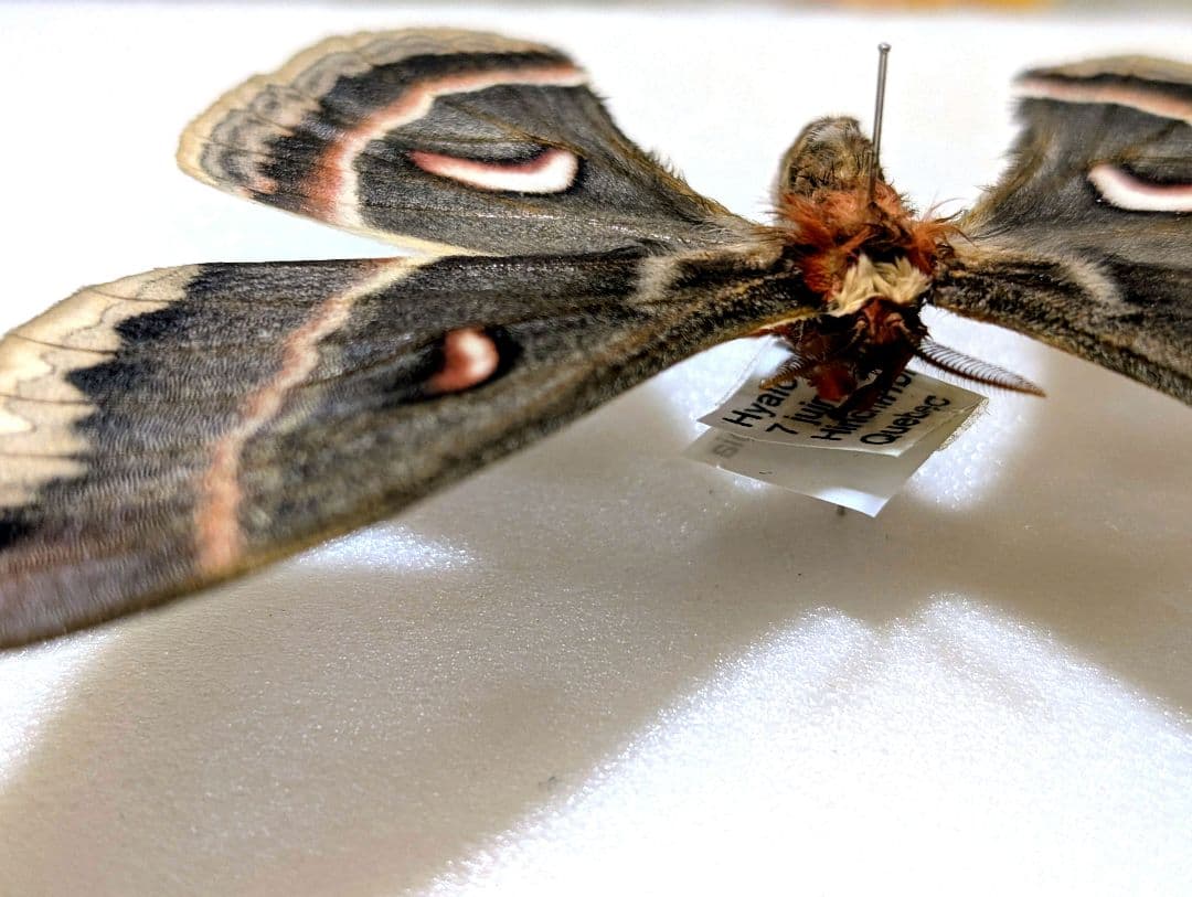 美品！ セクロピアサン 薄色で小型のメス 蛾 標本 - メルカリ