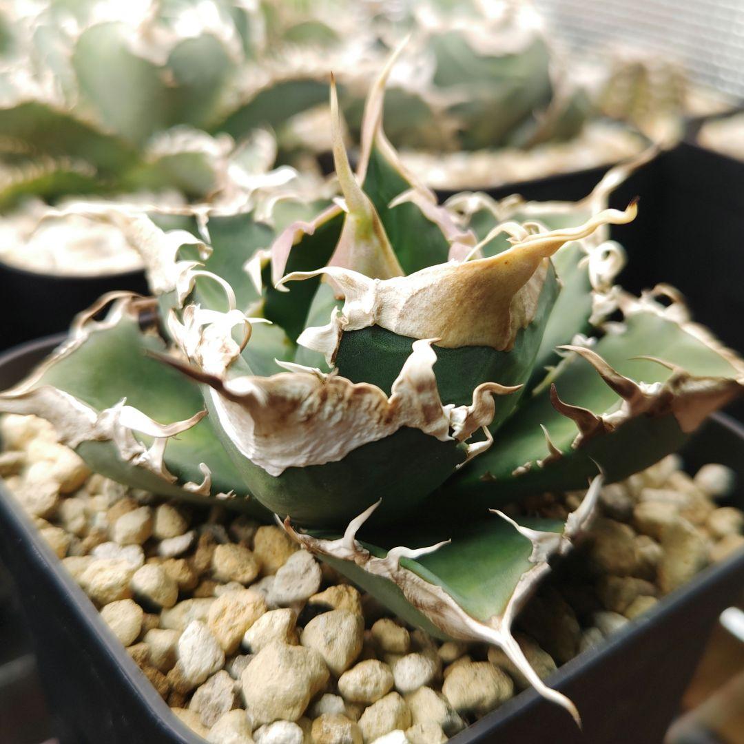 アガベ　チタノタ　緑幽霊（レーサー）親株