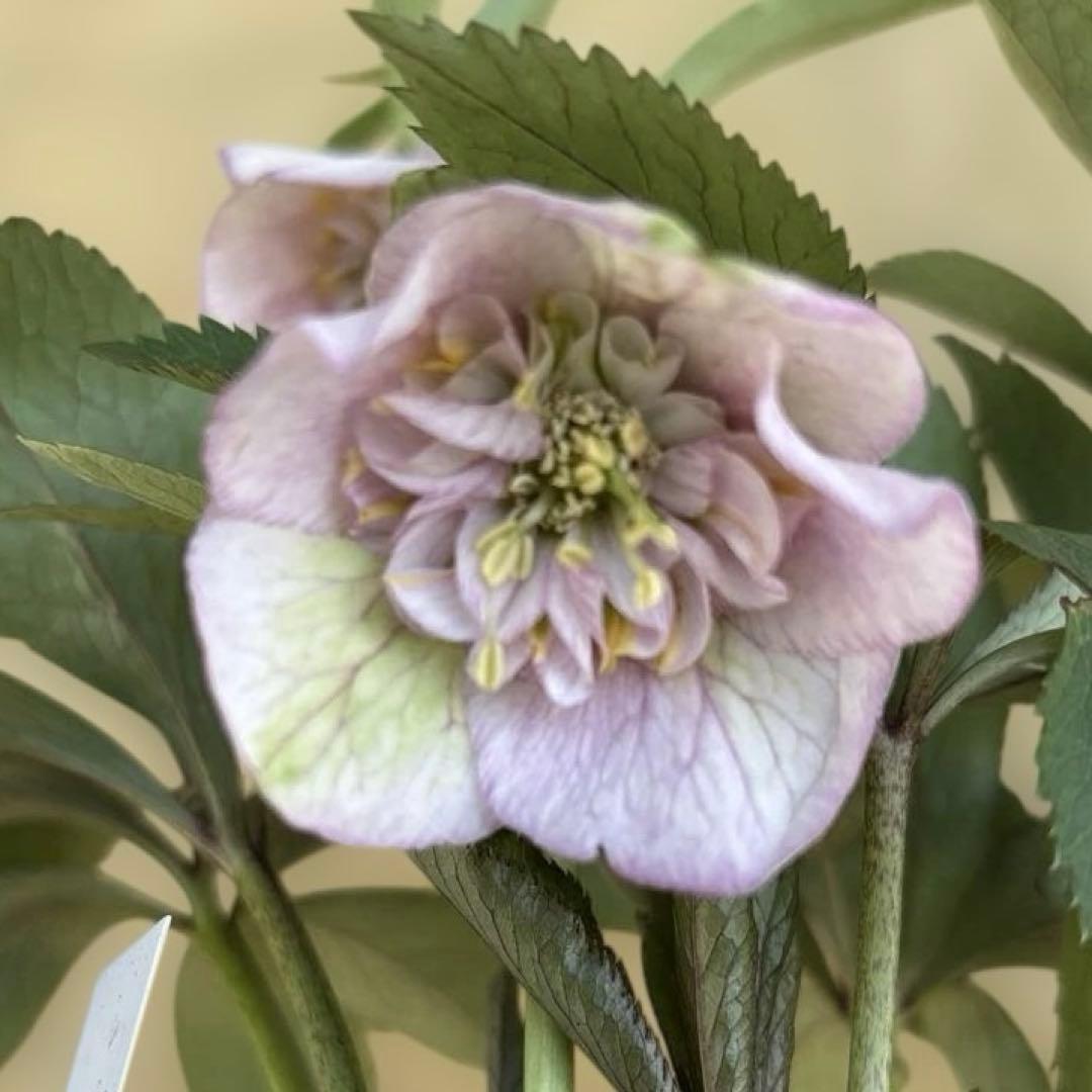 ポーセリンhyb sd大木ナーサリー クリスマスローズ タグ付き 現品 開花