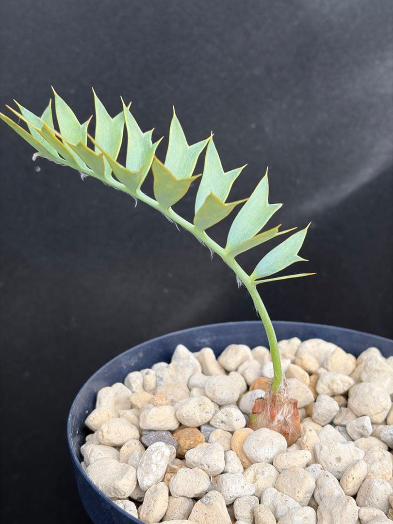 【南ア産・発根済】エンセファラルトス・ホリダス 約2cm｜No4-7