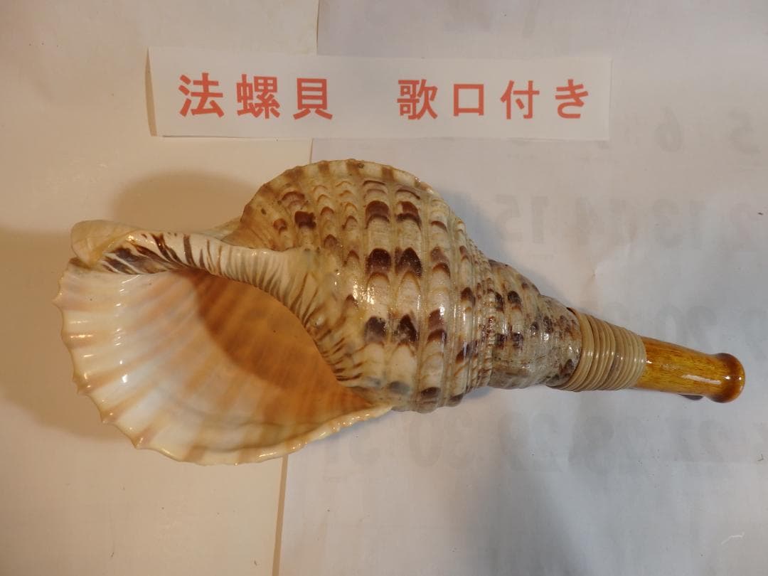 法螺貝 約37㎝ 木製歌口,新品 MH-472