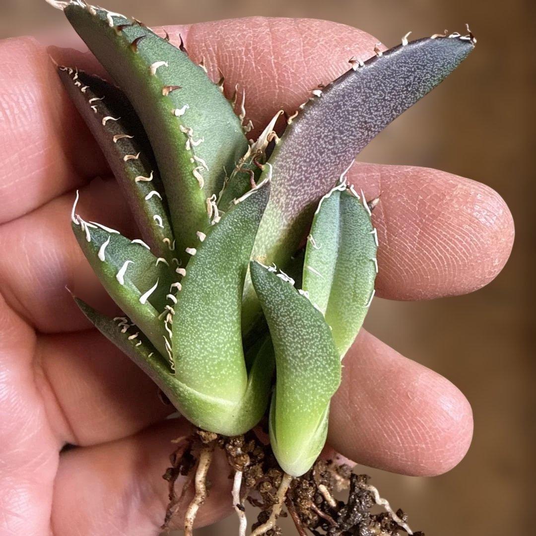 W 3株セット アガベ 青葉 オテロイ実生 選抜 チタノタ オアハカ