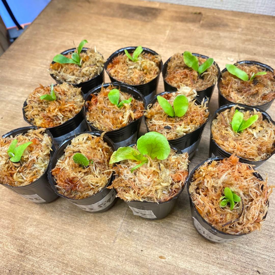 マダガスカリエンセ、Dragon Clawなどビカクシダ胞子培養お得12種