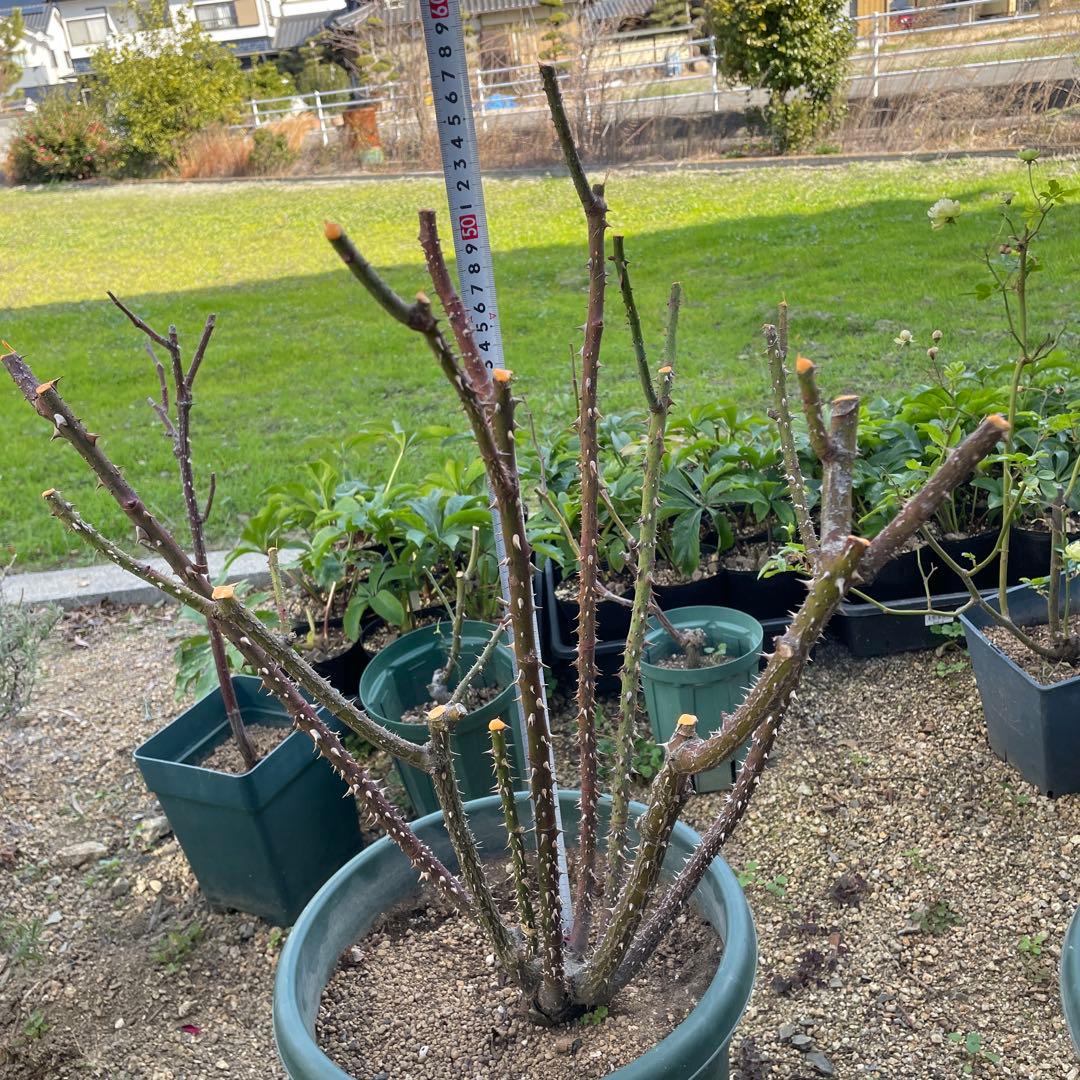 【1.29癌腫無し 即購入可能】【ザスクワイヤー】廃盤ERイングリッシュローズ