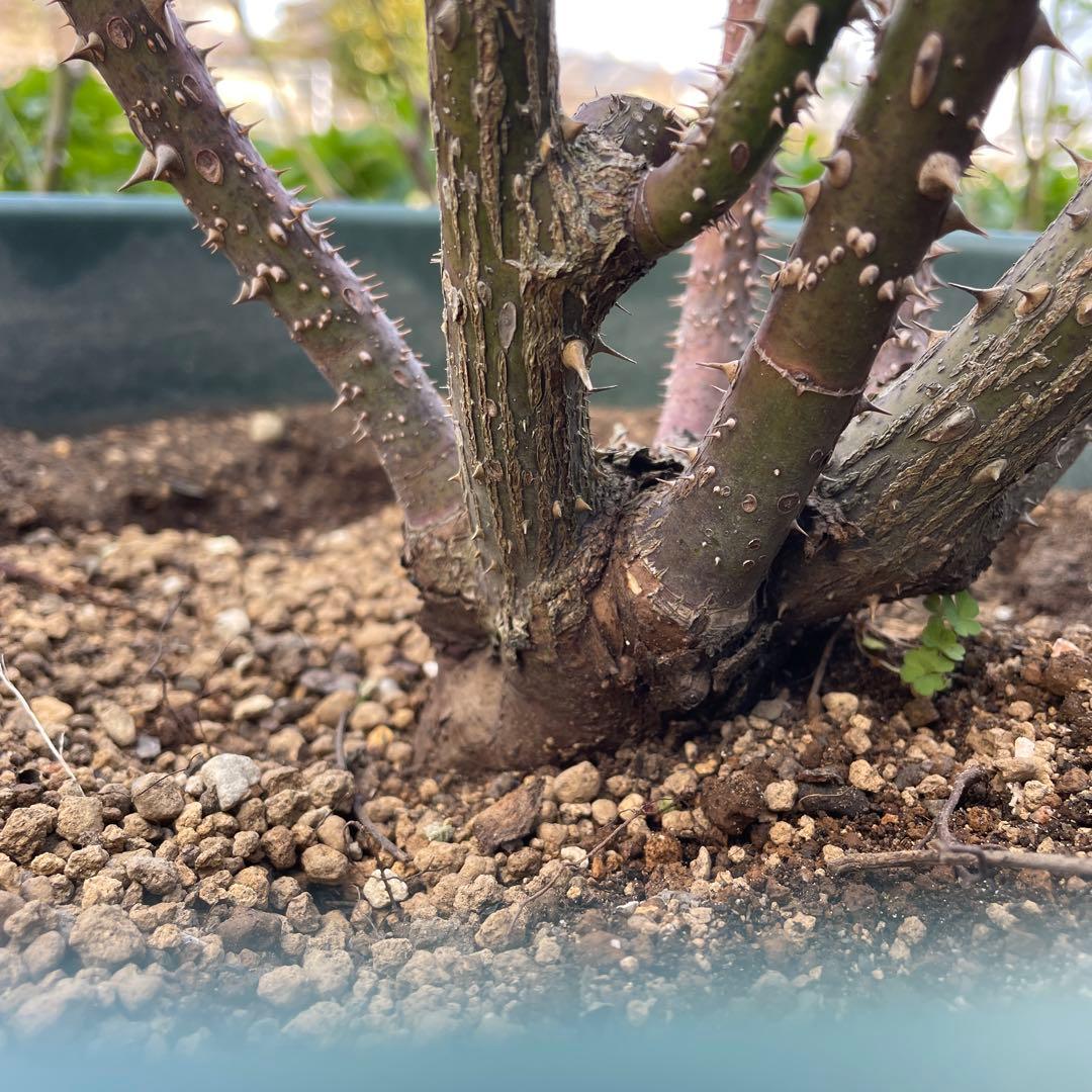 1.29癌腫無し 即購入可能】【ザスクワイヤー】廃盤ERイングリッシュ