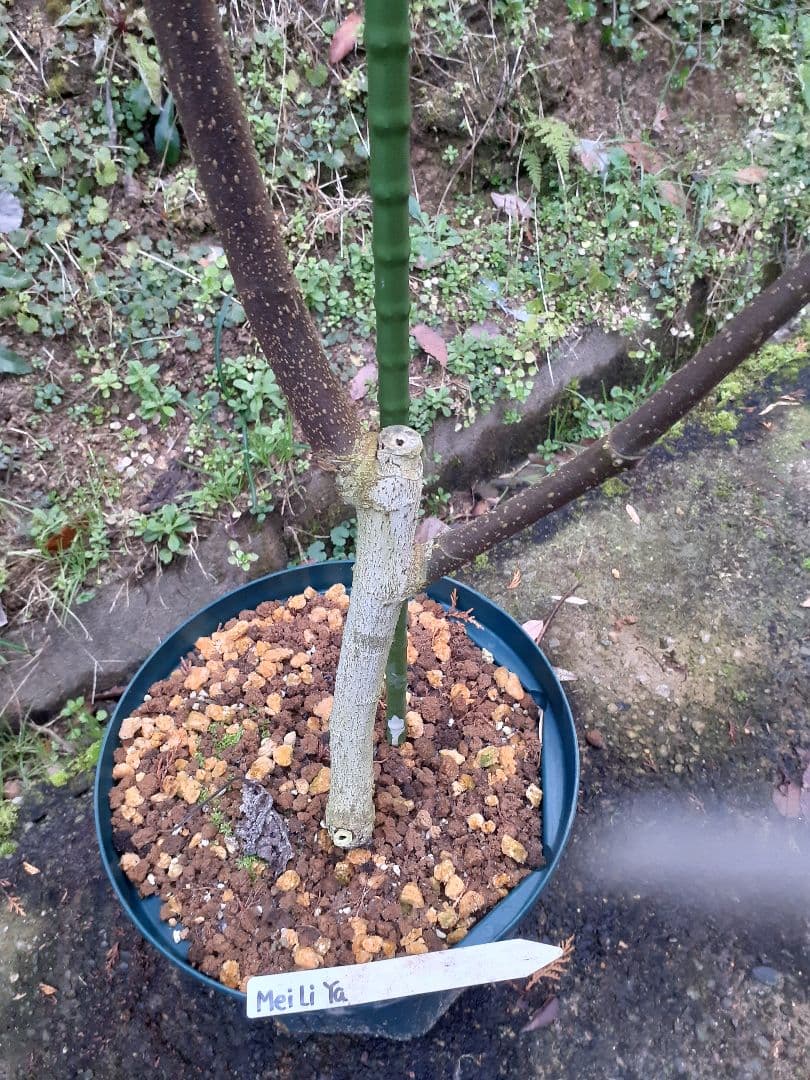 Mei Li Ya イチジク苗木 4年生