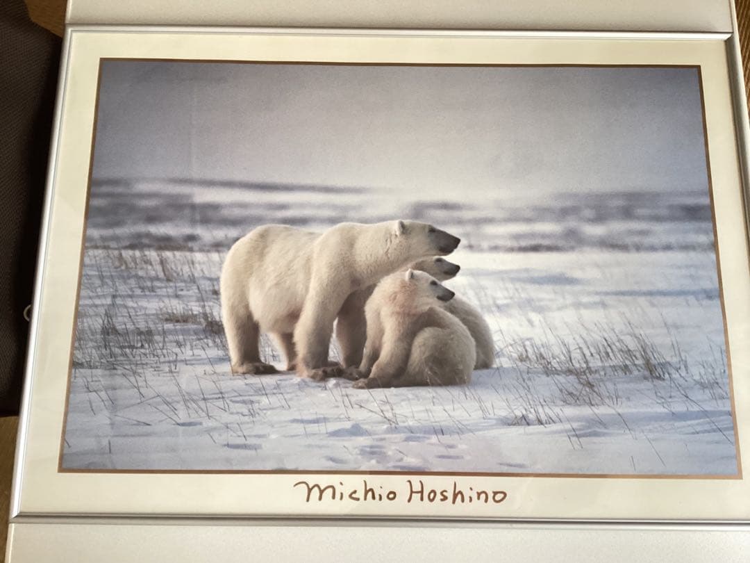 星野道夫　シロクマ親子ポスター