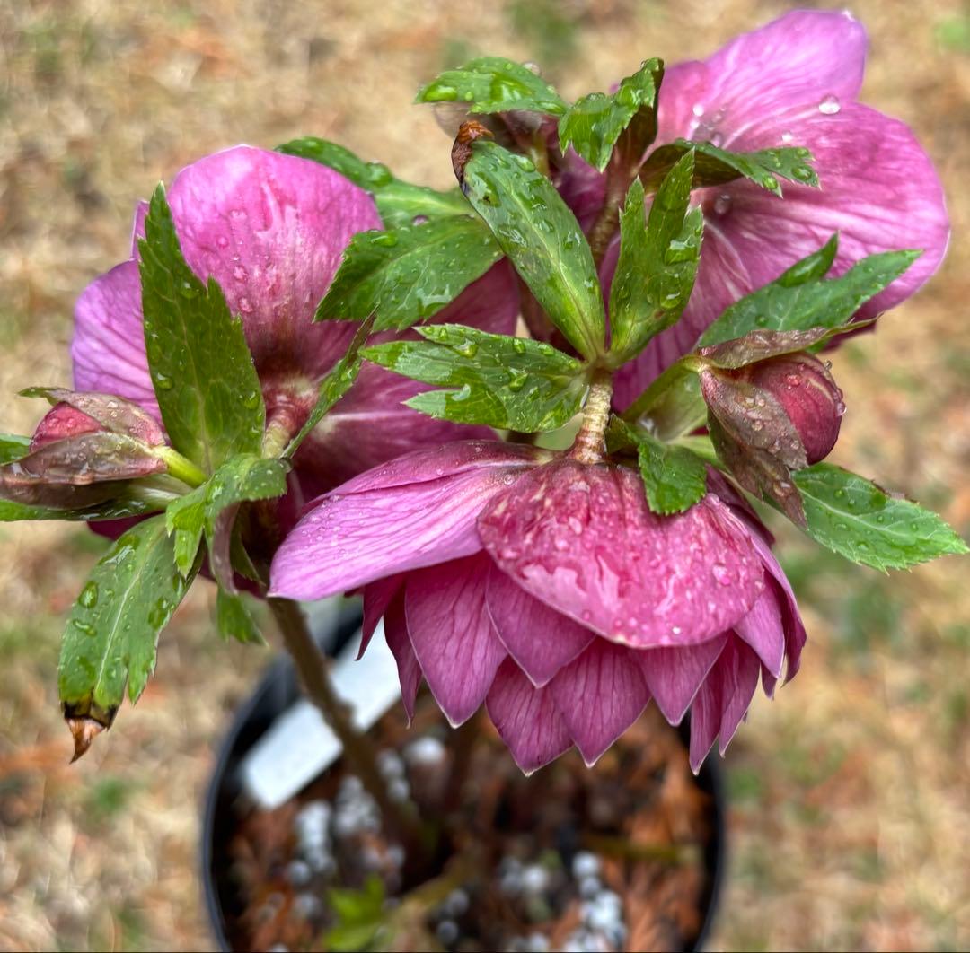 広瀬園芸 クリスマスローズ ダブル 開花株 - メルカリ