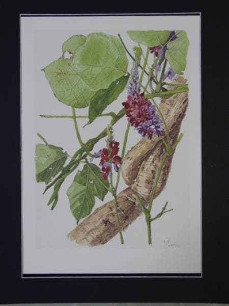 小磯良平、くず、高級薬用植物画、版上サイン入り、新品額付