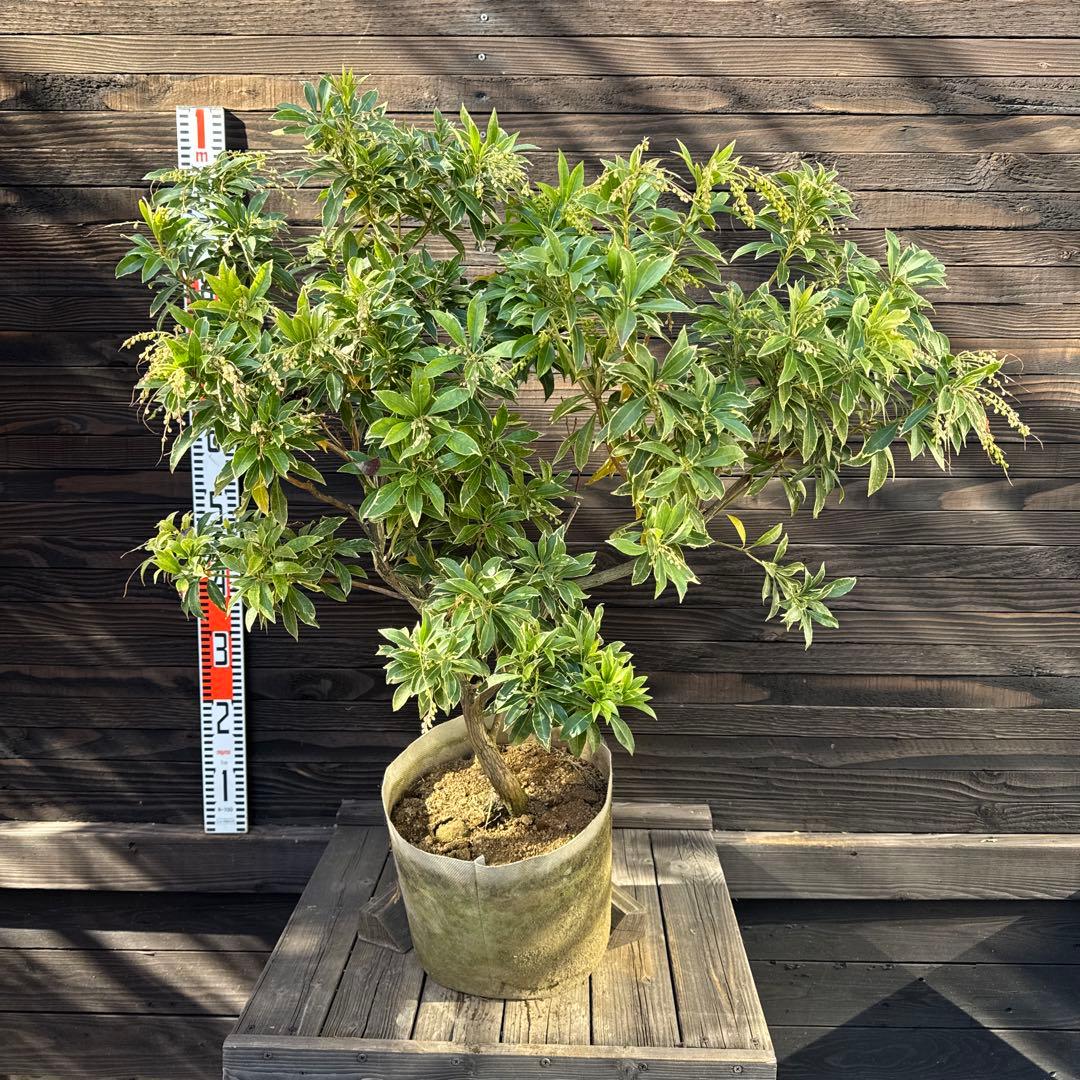 N*T様 斑入りアセビ/ホワイトリム/優良株【現品発送】管理70856 楽天市場】【現品】斑入りアセビ（フイリアセビ） ホワイトリム 樹高