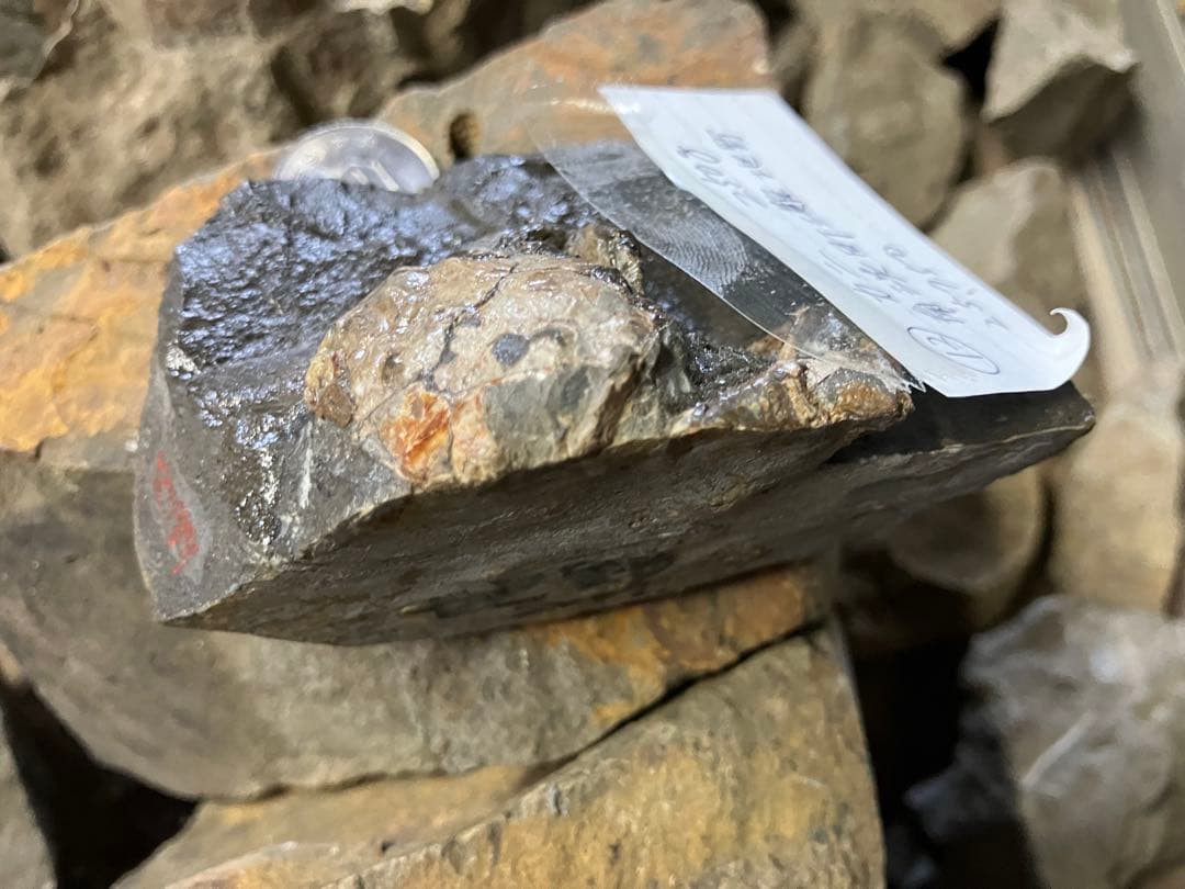 化石 かに 南淡町灘地野 - メルカリ