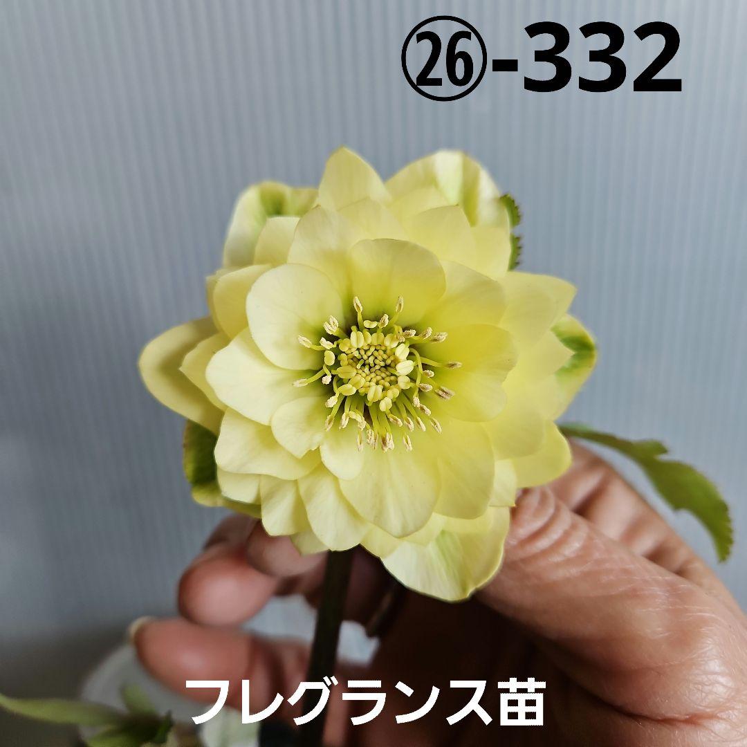 ムック様ご購入苗㉖-332㉖-338クリスマスローズ 楽天市場】クリスマスローズ ダブル咲き ピンクスポット 3号苗 実生苗