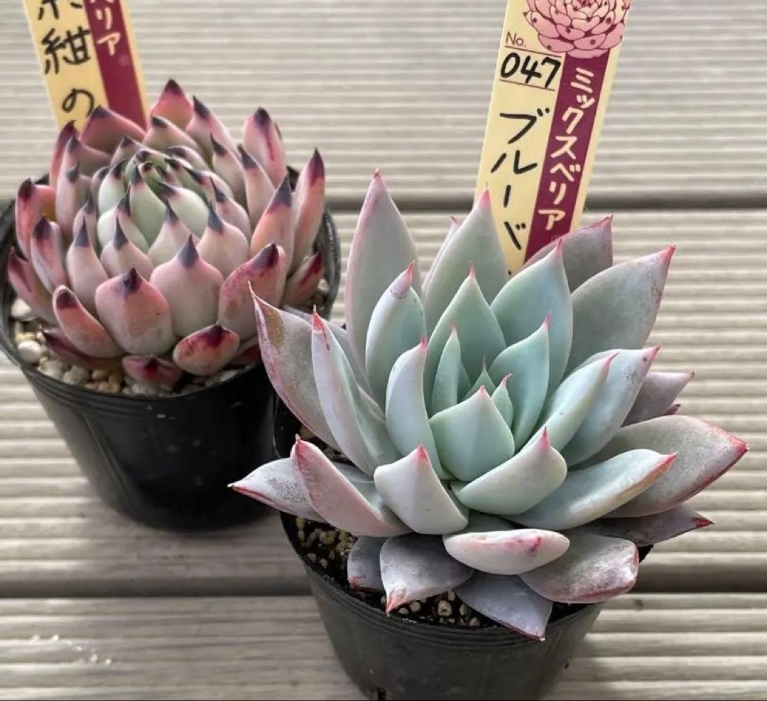 ブルーバニラ 紫紺の矢 札付き おらいさんミックスベリア 多肉植物
