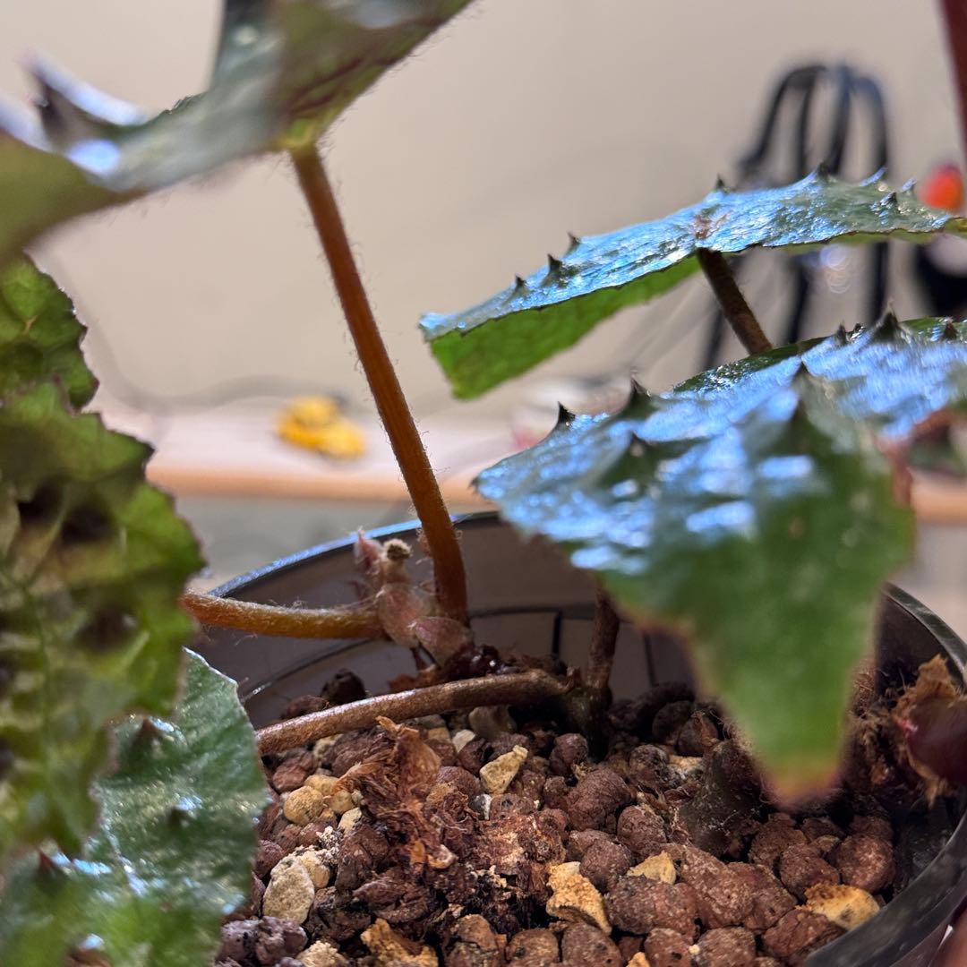 h*o様 26 ベゴニア フェロックス トゲトゲ 大きめ - メルカリ