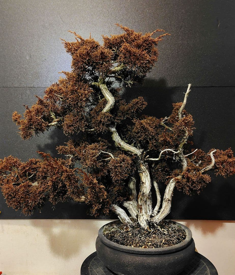 訳あり品！真柏盆栽！