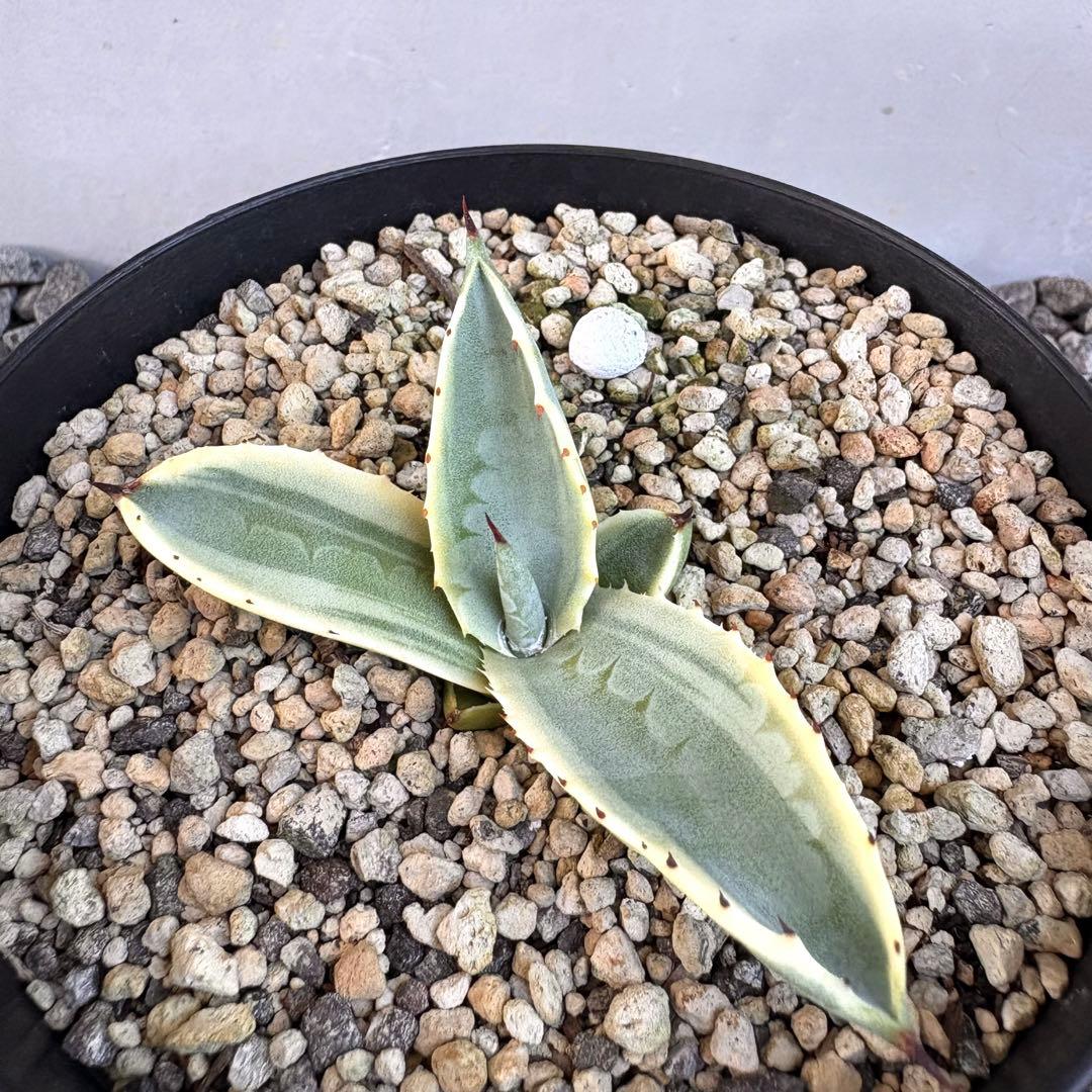 アガベ サルミアナ フェロックス　リップルエフェクト　【鉢ごと発送】　発根済み
